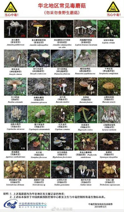 新澳天天彩2025芳草地和一家6口吃蘑菇中毒与一家六口吃蘑菇中毒